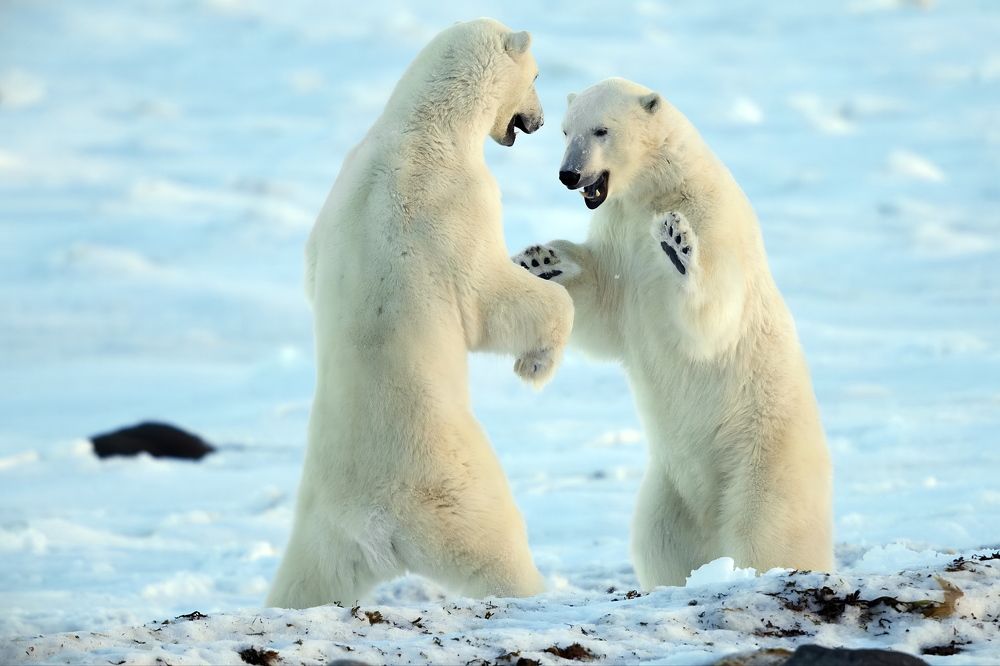 Поиграем в ладушки?
