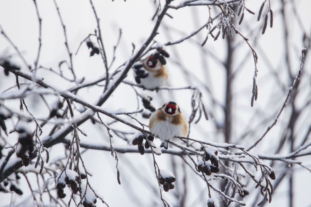 Photograph by Елизавета Цемко