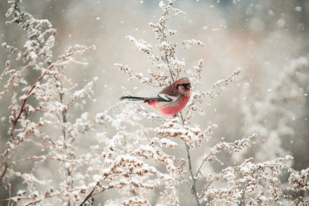 Photograph by Елизавета Цемко