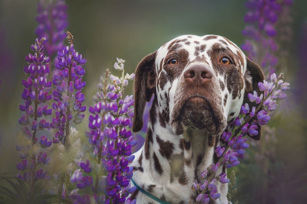 Photograph by Яна Нарбутович