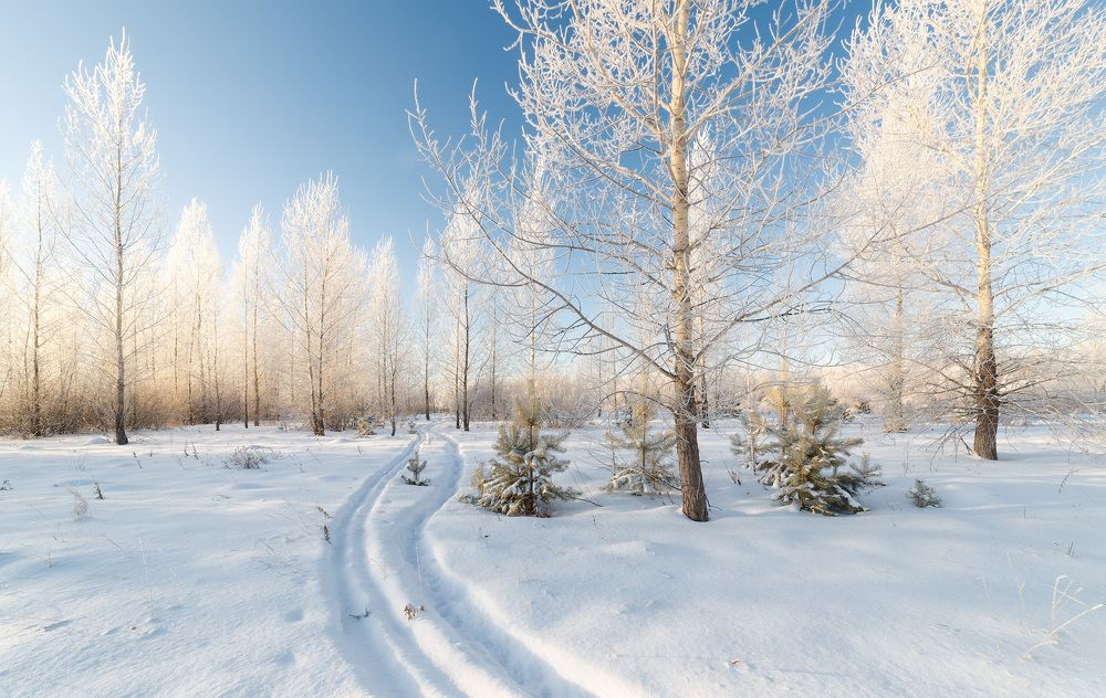 Фотография автора  Гобова Наталья