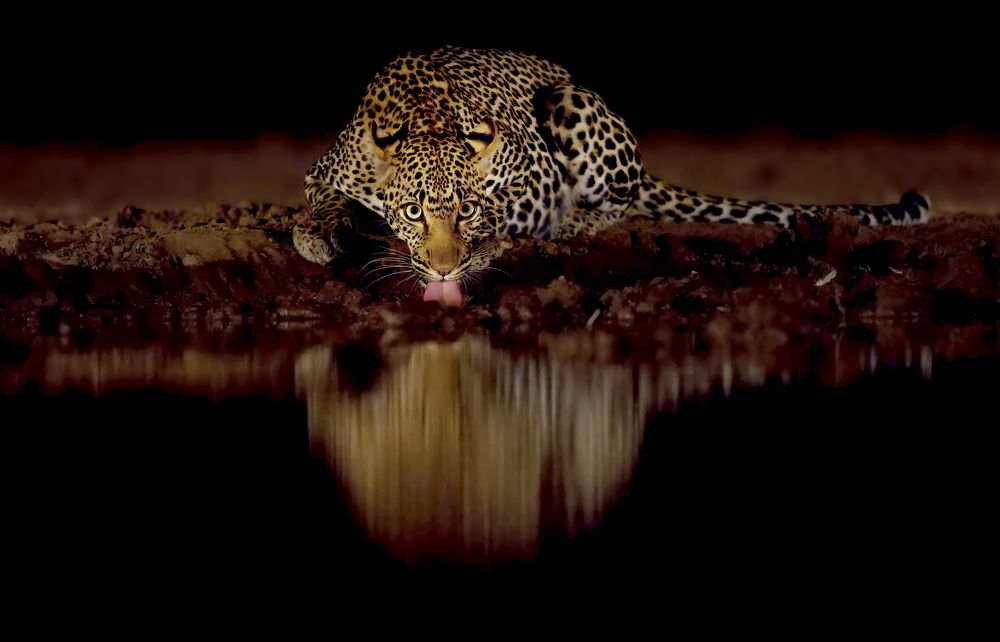 Ночной водопой