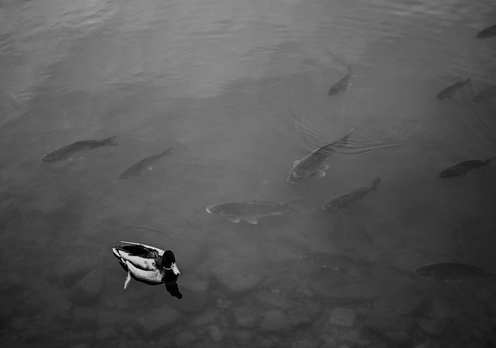 Photograph by Svitlana Zinovieva