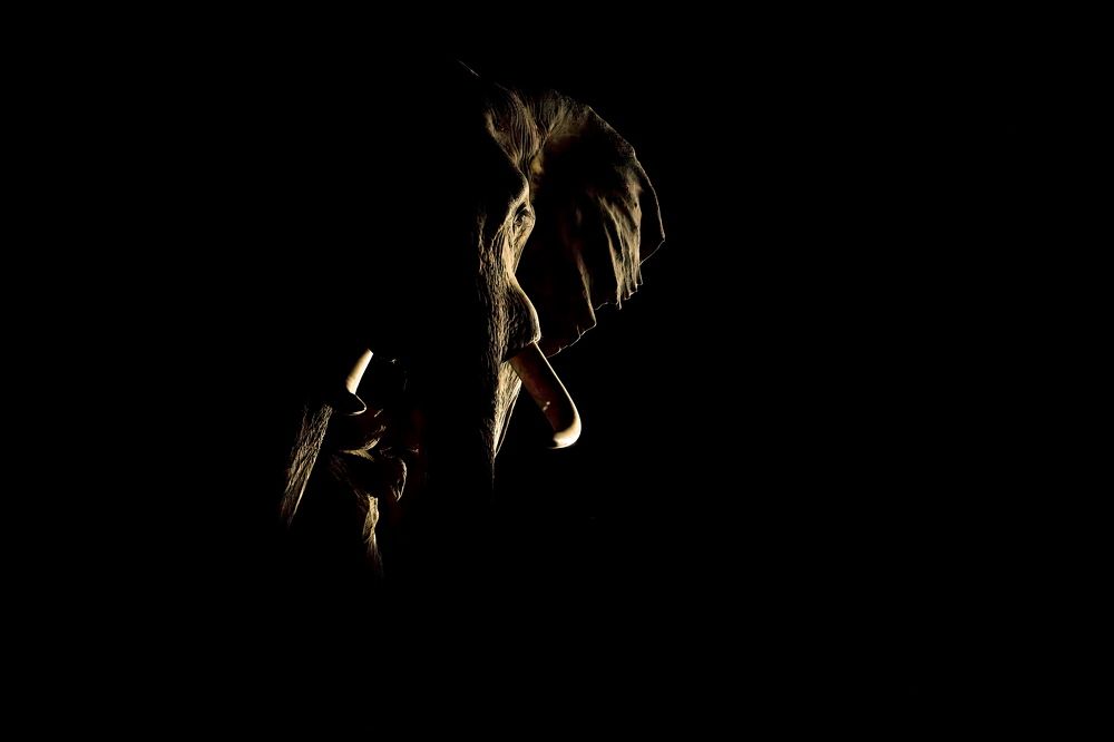 Ночной слон