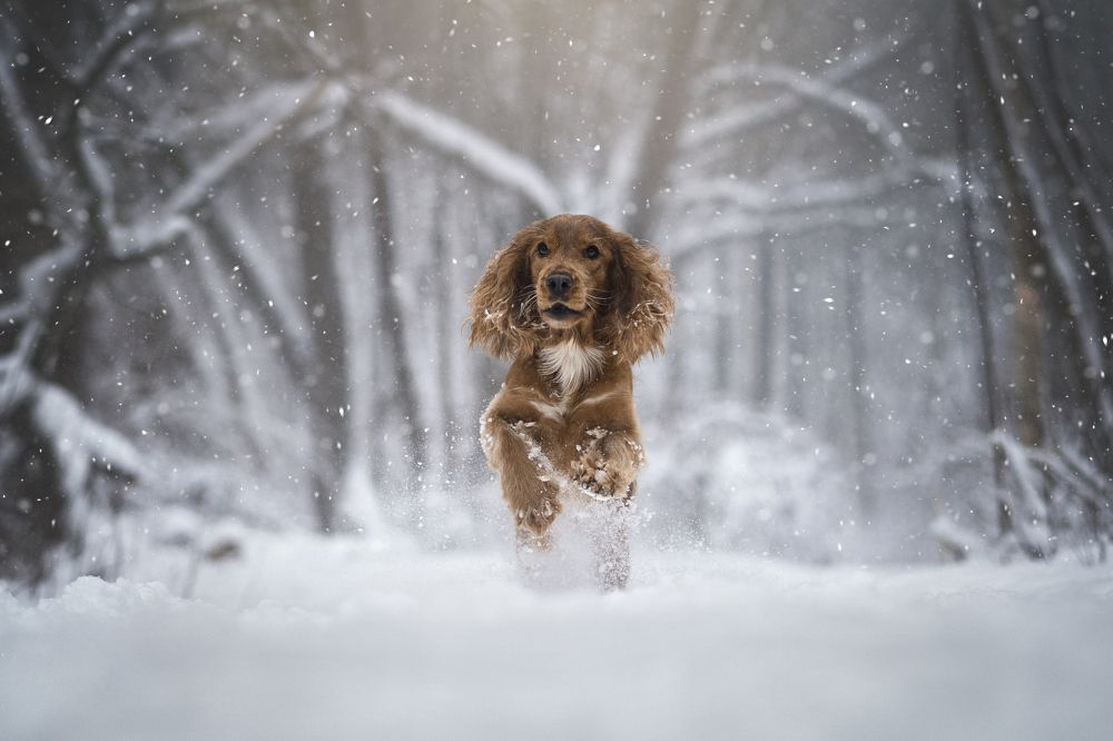 Photograph by Александра Пугачёва