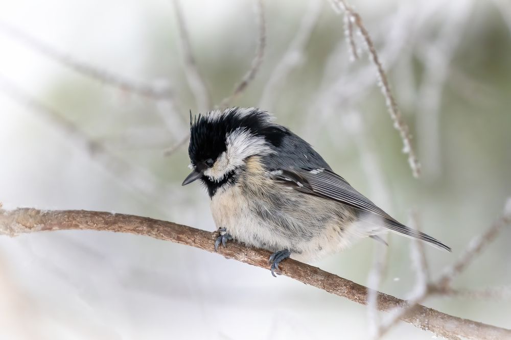 Photograph by Кузнецов Дмитрий
