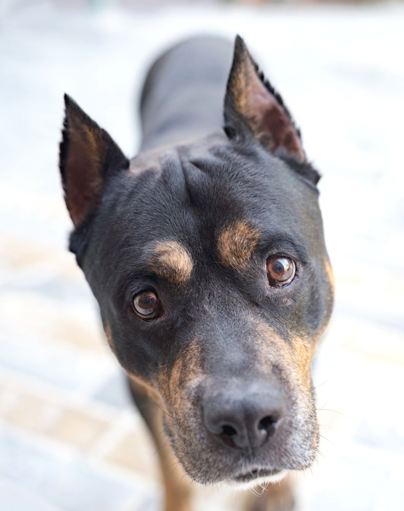 Фотография автора Ирина Сафонова