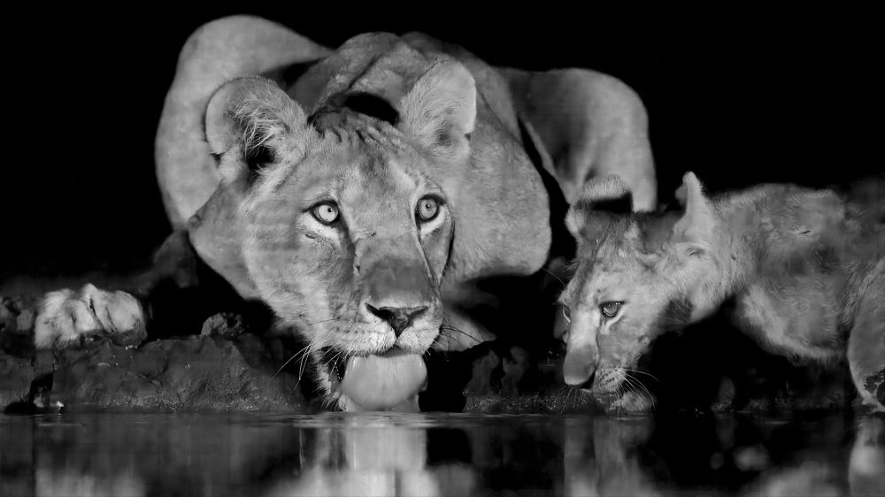 Водопой в ночи