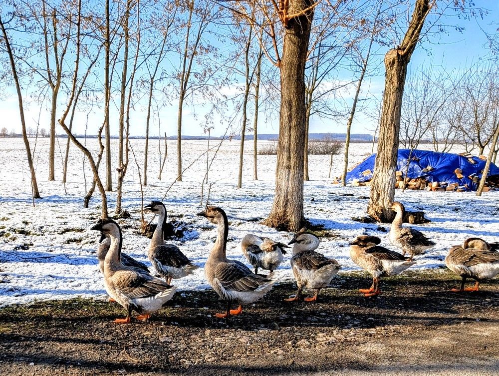 Фотография автора Ian Heard