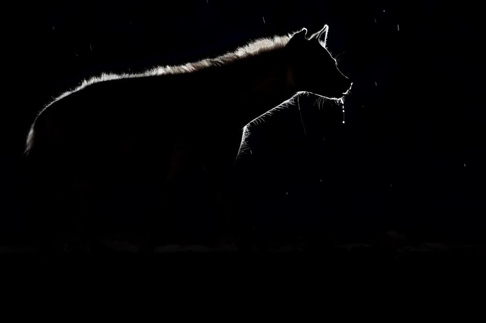 Ночная прогулка под дождиком