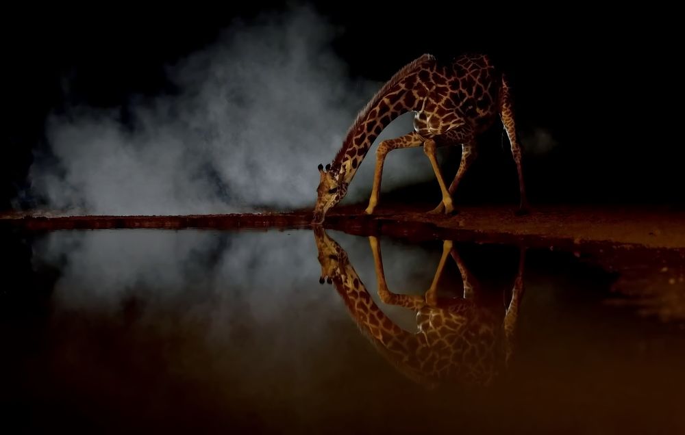 У ночного водопоя