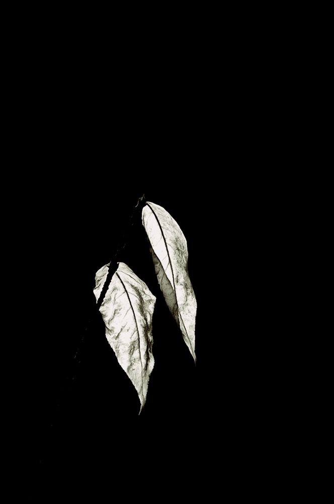 Photograph by Леонид Шнейдерман