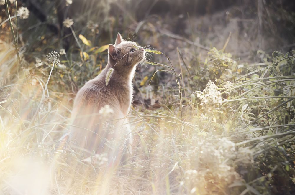 Солнечный кот