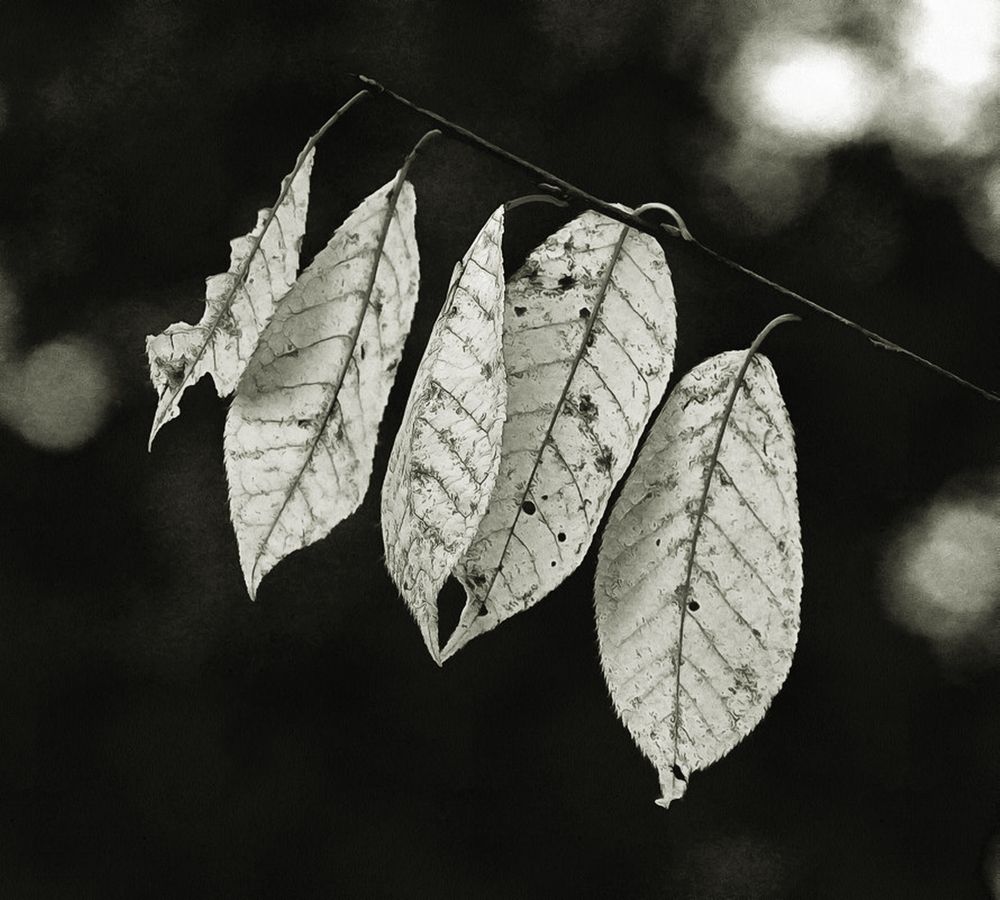 Photograph by Леонид Шнейдерман