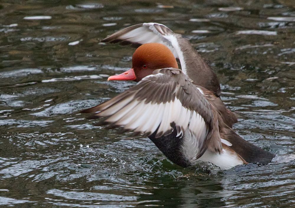 Красноносый нырок