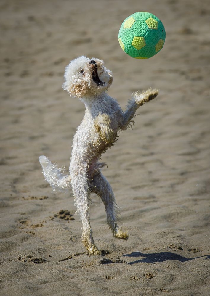 Фотография автора Евгений Печенин