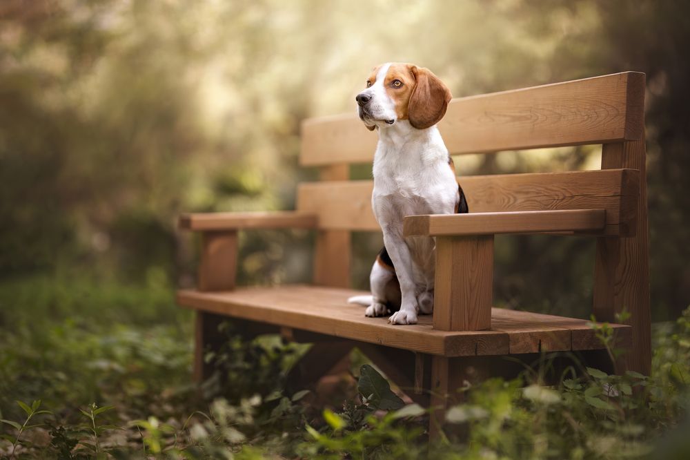 Four Paws for a Bench