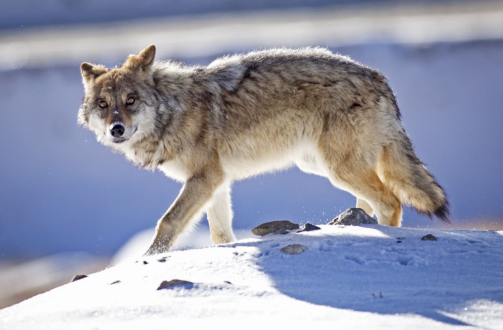 Молодой волк в горах Тянь-Шаня