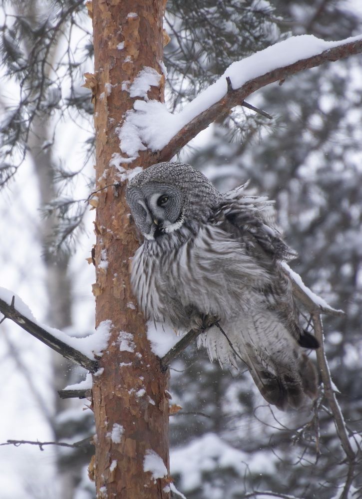Ястребиная сова в снежный  ветреный денёк