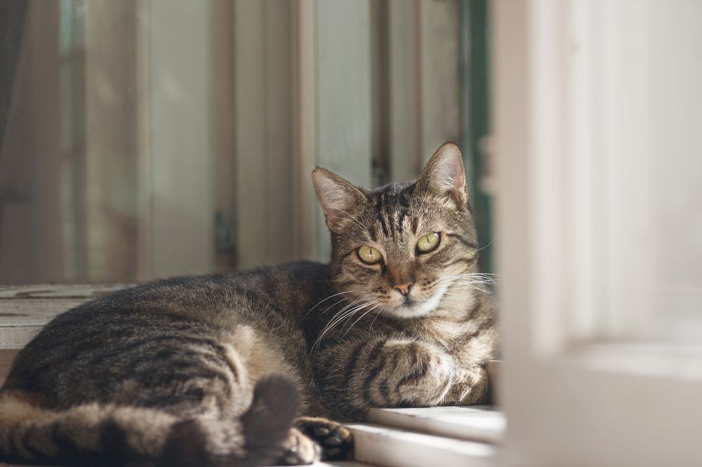 Фотография автора Ирина Сафонова