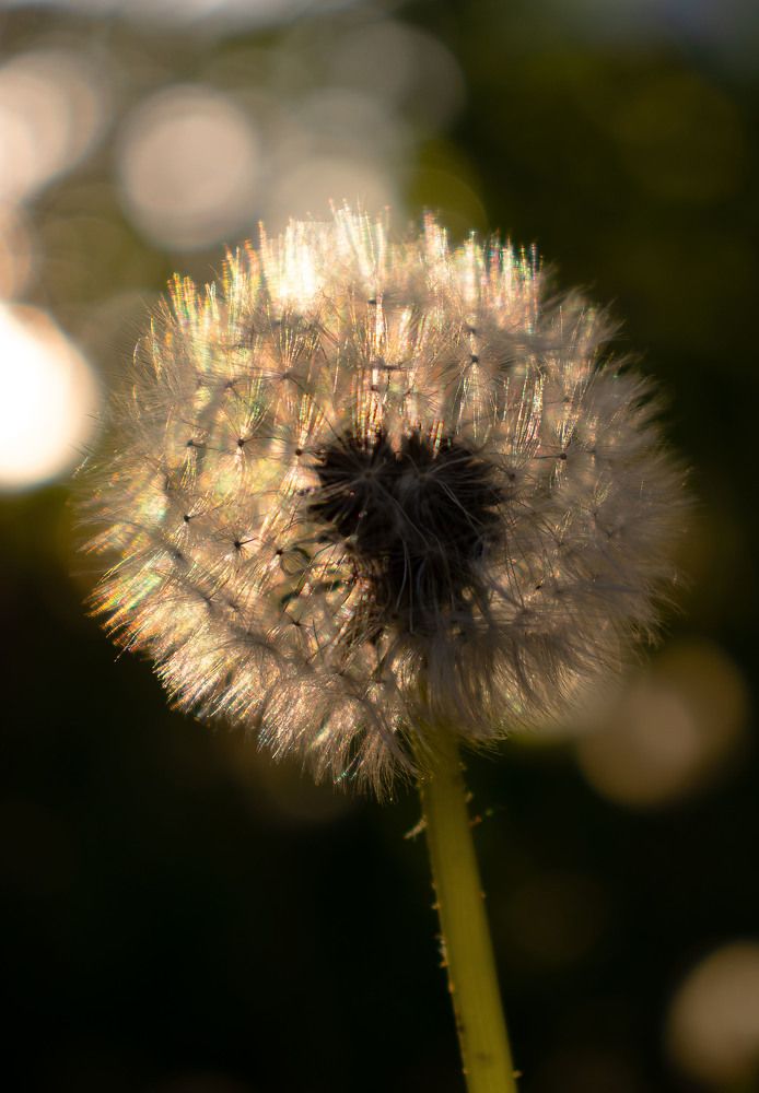 Photograph by Инна Воробьева
