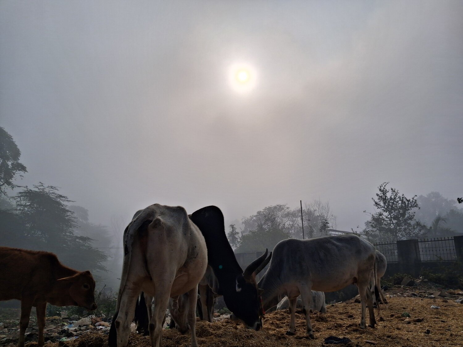सूरज हुआ मद्धम..
