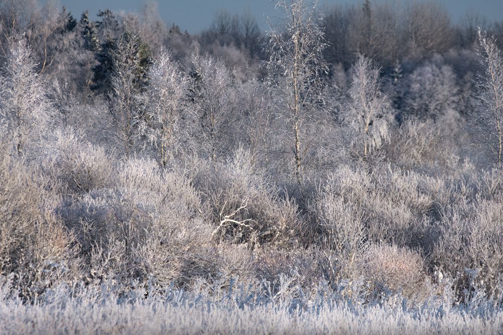 Фотография автора Татьяна Ливеровская