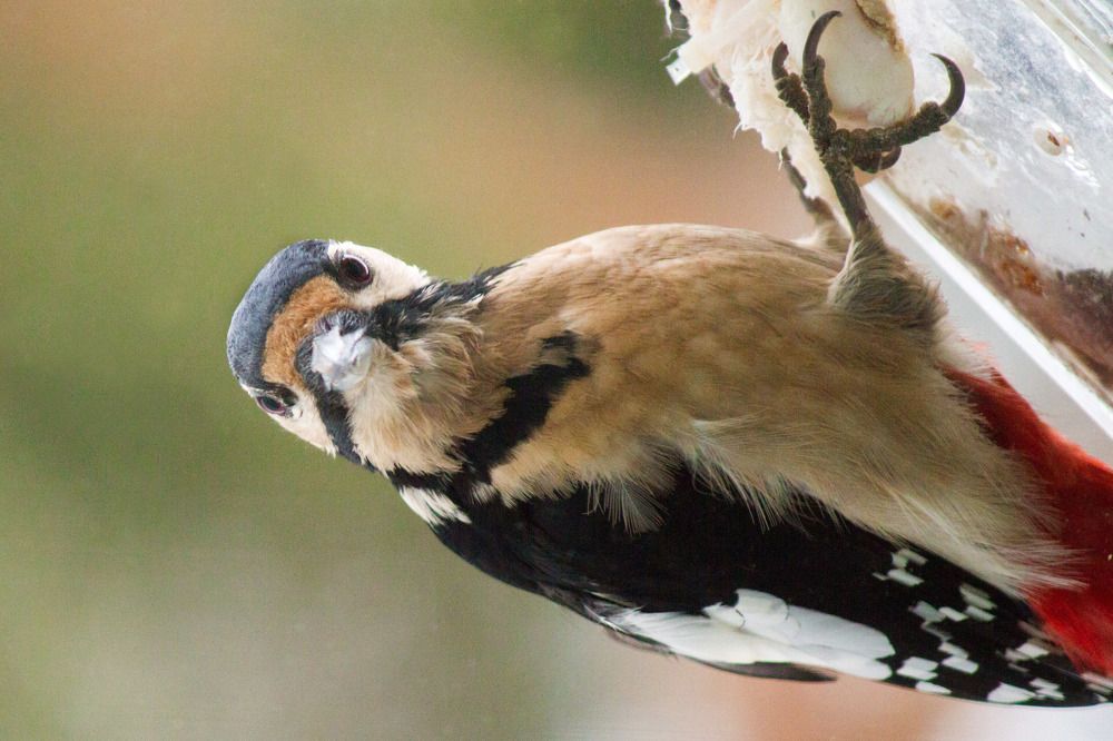 Photograph by Елена Кутепова