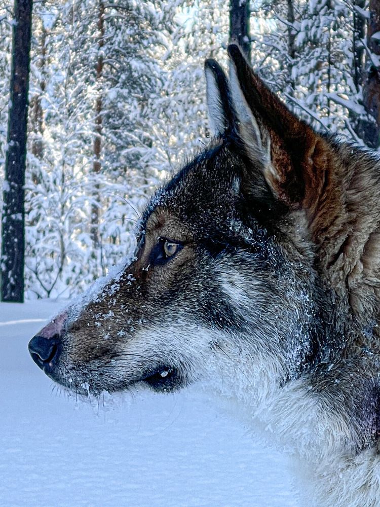 Photograph by Вячеслав Косенков