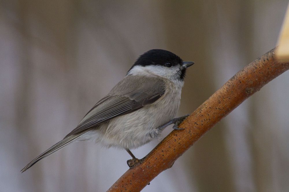 Photograph by Владислав Капанов