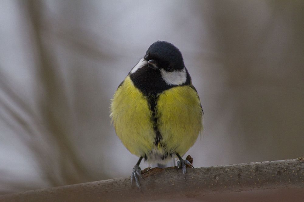 Photograph by Владислав Капанов
