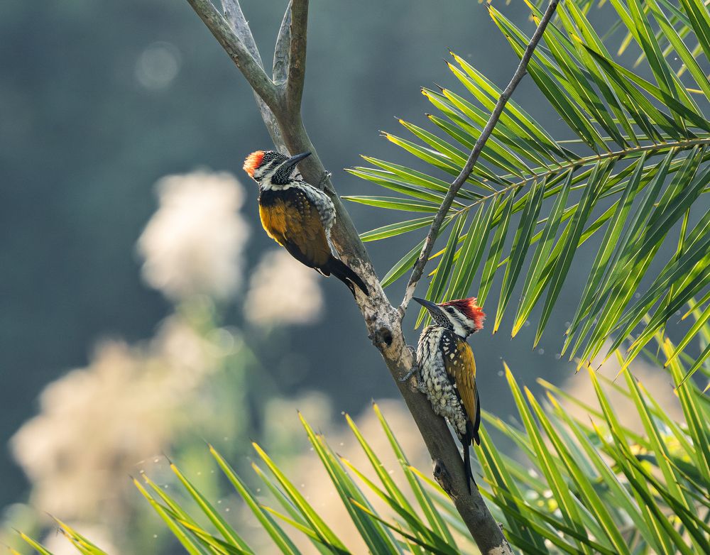 A Vibrant Duo in Harmony