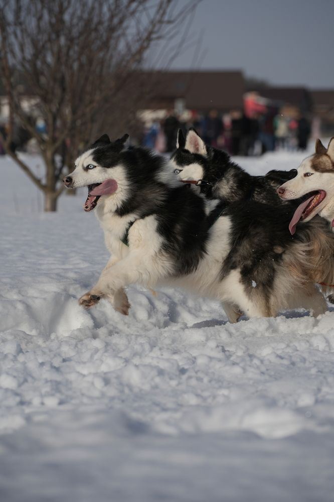 Фотография автора Светлана Зимина