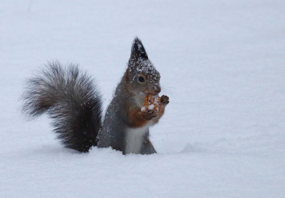Фотография автора Колосова Елена