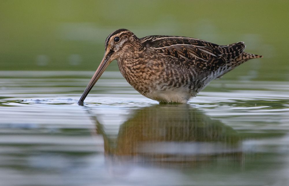 Фотография автора Татьяна Ливеровская