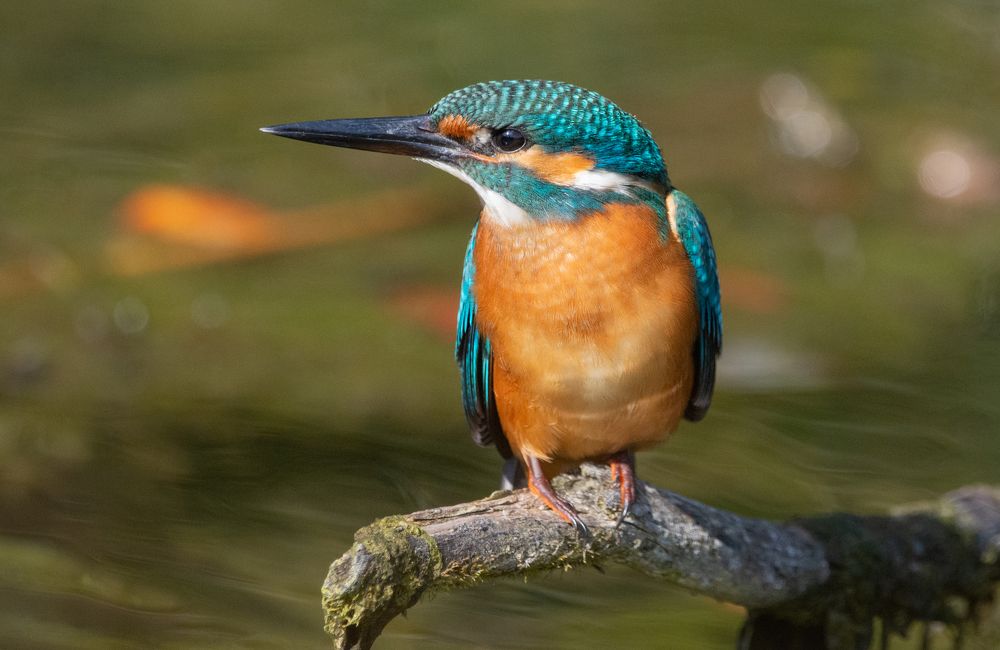 Фотография автора Татьяна Ливеровская