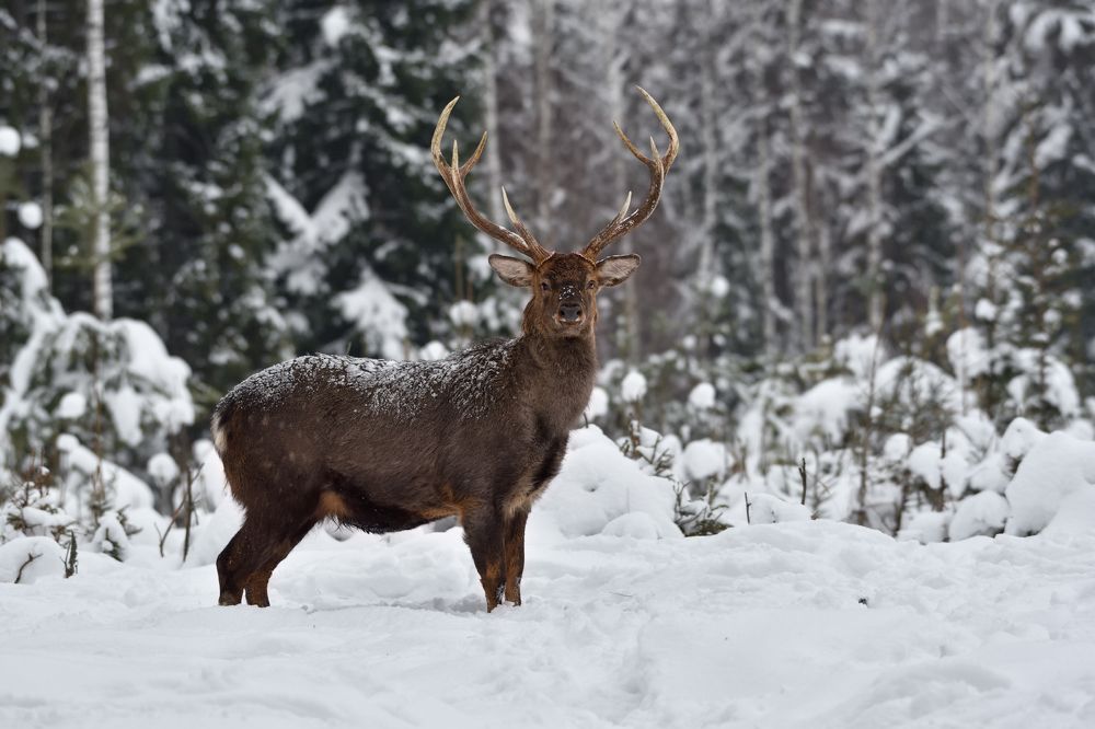 Photograph by Виталий Полуэктов