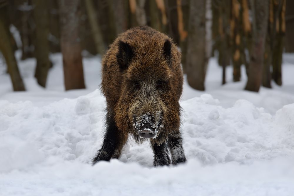 Photograph by Виталий Полуэктов