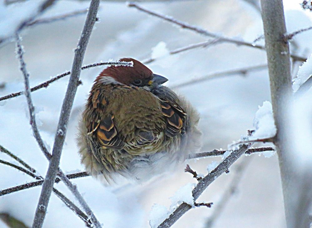 Photograph by Галина Пименова