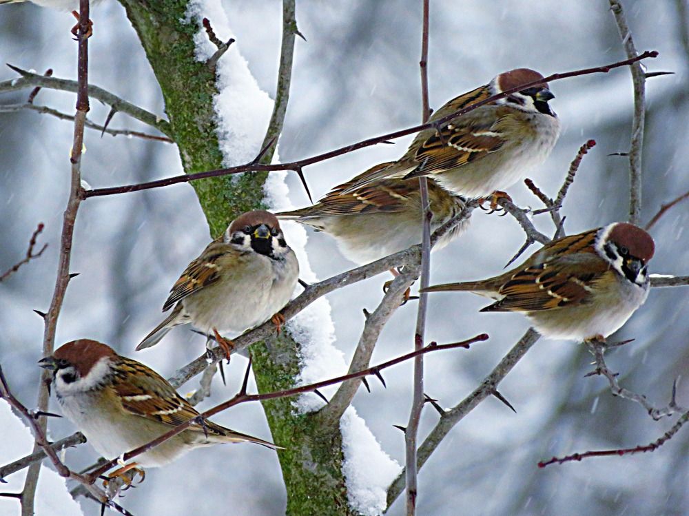 Photograph by Галина Пименова