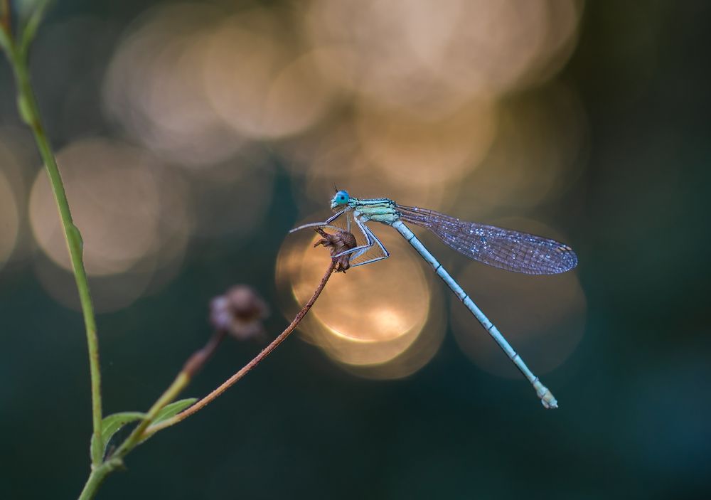 Photograph by Чепленко Алексей