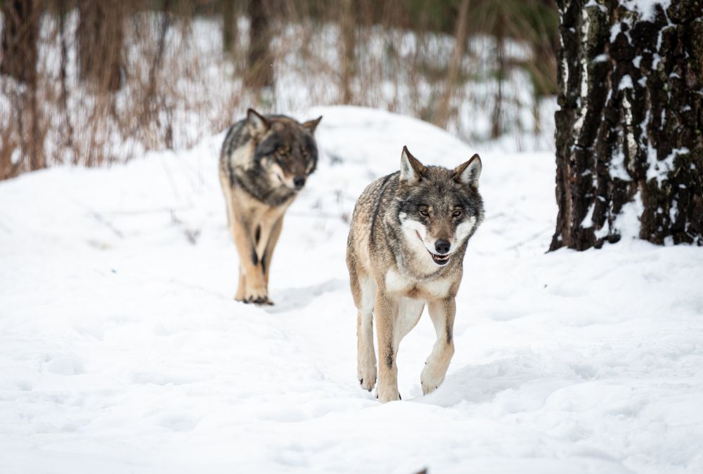 Photograph by Диана Бородзе