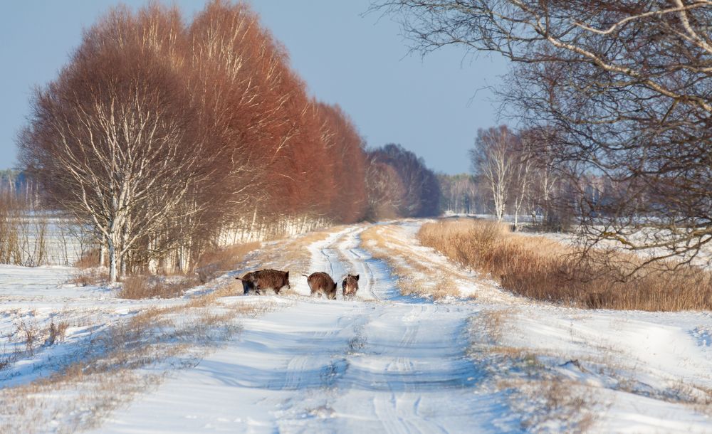 Photograph by Диана Бородзе