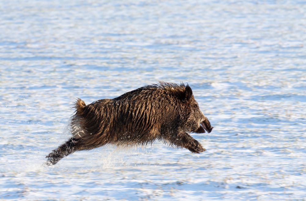 Photograph by Диана Бородзе