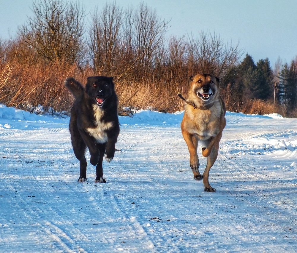 Фотография автора Андрей Шестаков