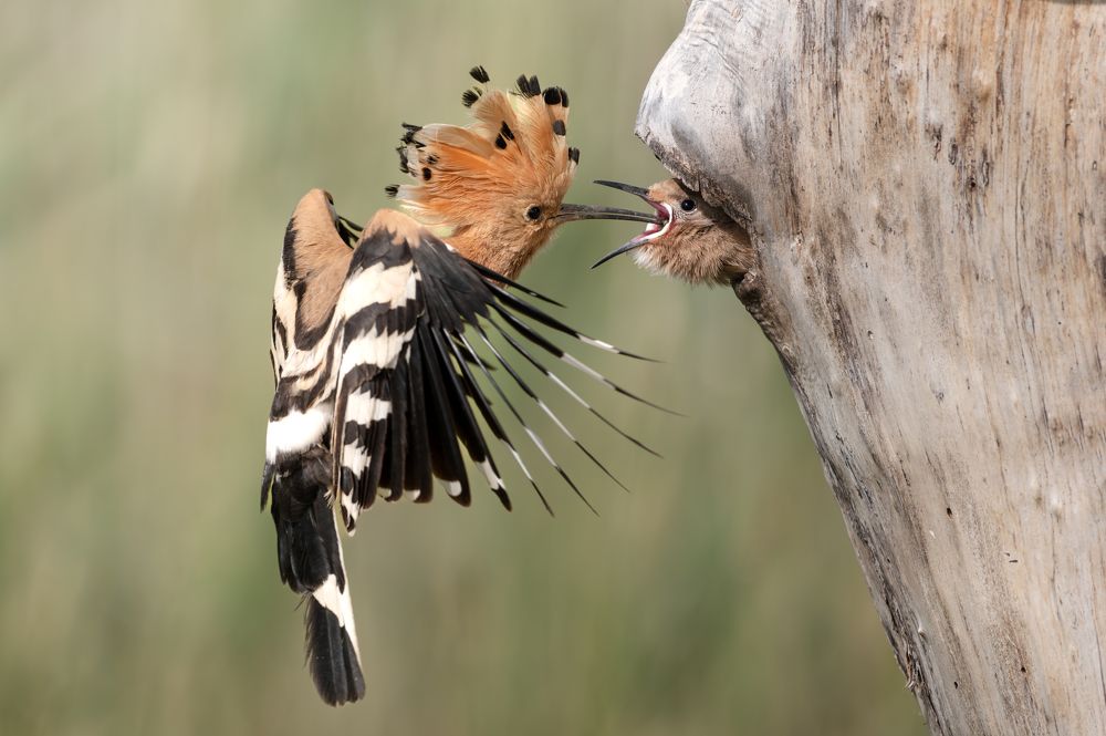 Photograph by Dejan Zakic