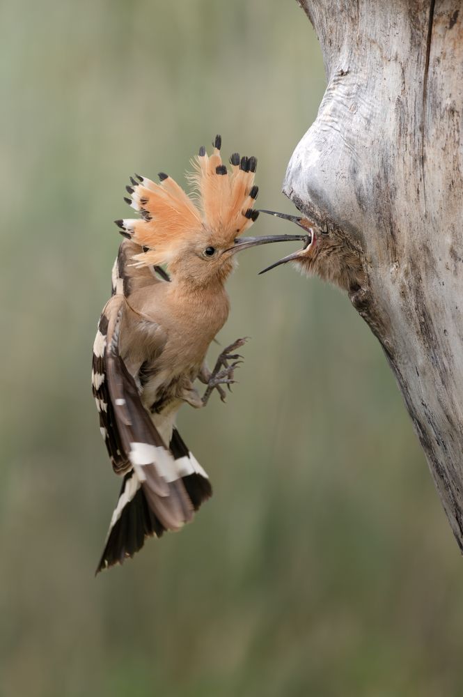 Photograph by Dejan Zakic