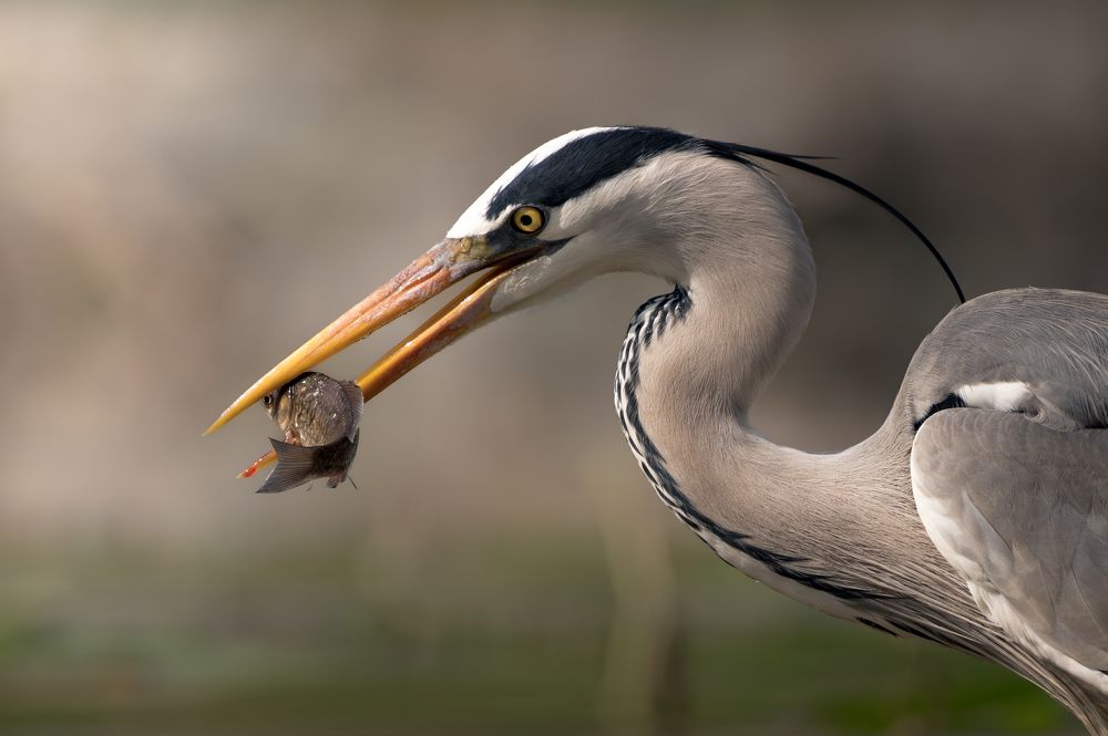 Photograph by Dejan Zakic