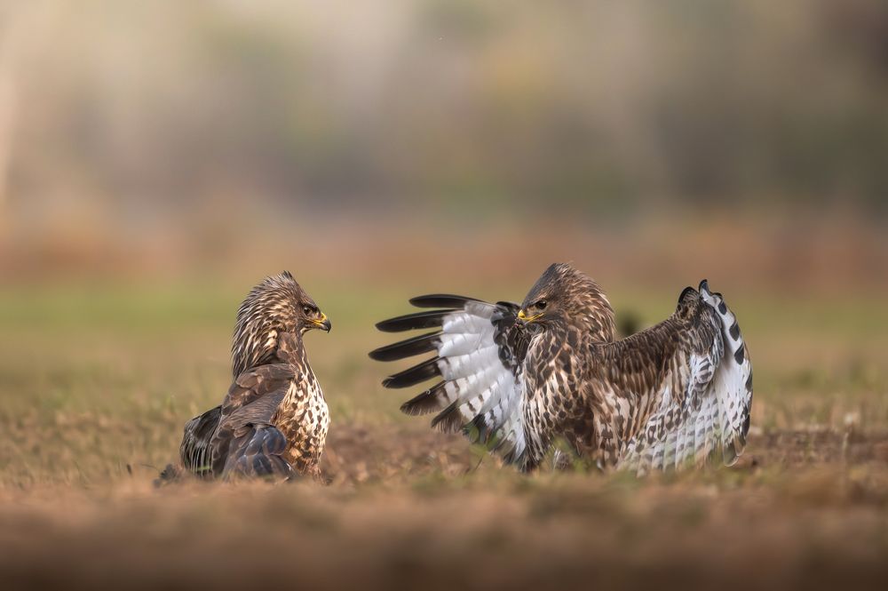 Photograph by Dejan Zakic