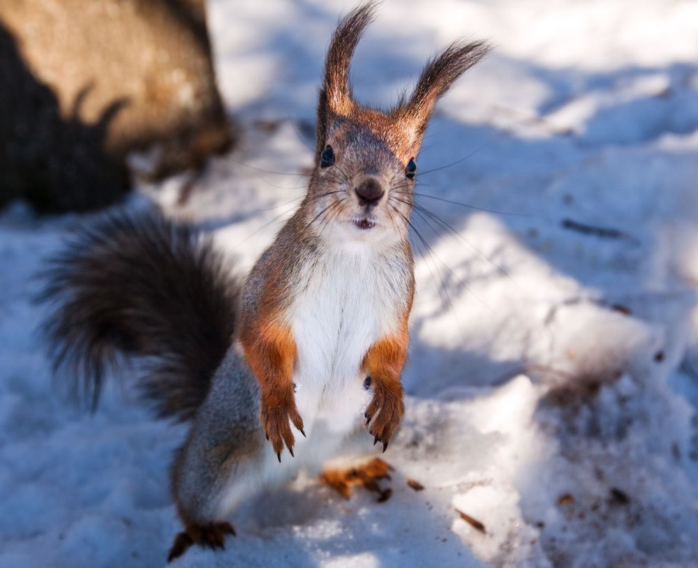 Фотография автора Ольга Виноградова
